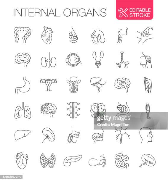 menschliche innere organe vektorsymbole bearbeitbarer strich festlegen - human internal organ stock-grafiken, -clipart, -cartoons und -symbole