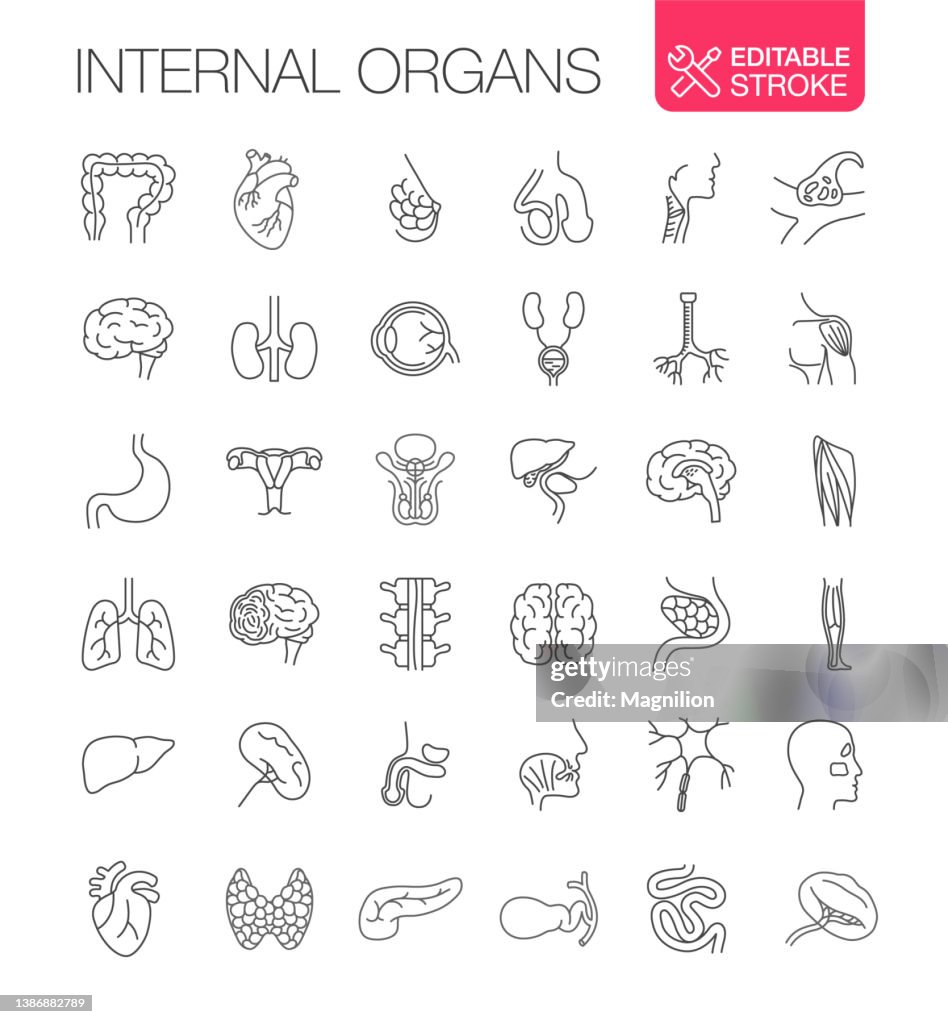 Órganos internos humanos Iconos vectoriales Establecer trazo editable
