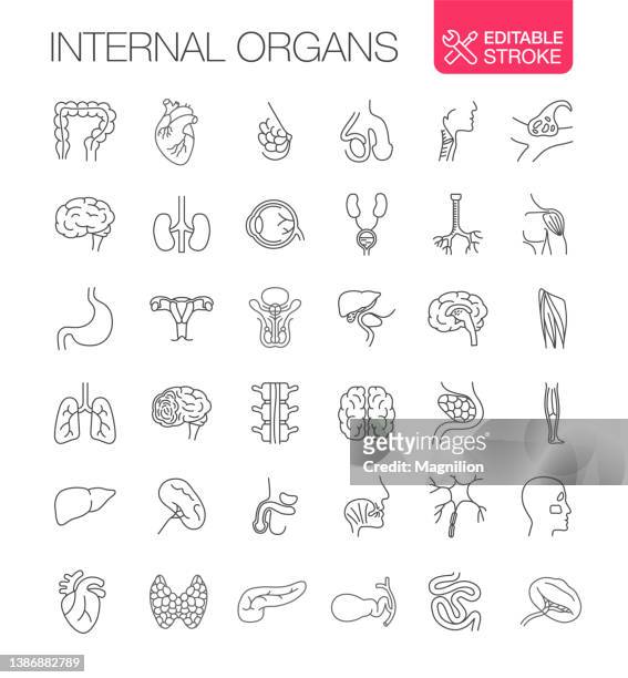 人間の内臓ベクトルアイコンセット編集可能なストローク - 内臓点のイラスト素材／クリップアート素材／マンガ素材／アイコン素材