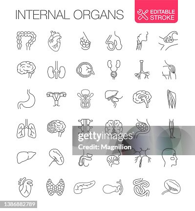 Human Internal Organs Vector icons Set Editable Stroke Human Internal Organs Vector icons Set Editable Stroke