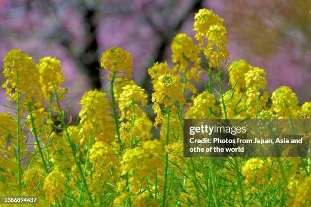 canola / rape flowers with cherry blossoms in background - canola oil stock pictures, royalty-free photos & images