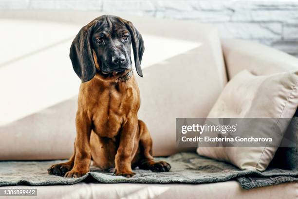 a sad bavarian mountain hound puppy is sitting on the sofa and looking away . - hound imagens e fotografias de stock