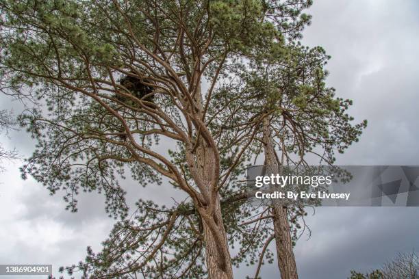 aleppo pine trees - winter trees stock pictures, royalty-free photos & images