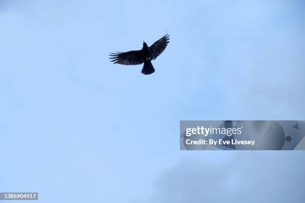 Raven Foyle 95 Raven Top View Stock Photos, High-Res Pictures, and Images - Getty ...
