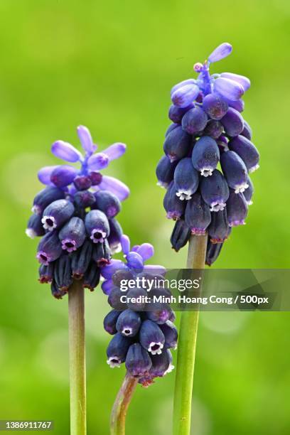 muscari botryoides common grape hyacinth,close-up of purple flowering plant - muscari botryoides stock pictures, royalty-free photos & images