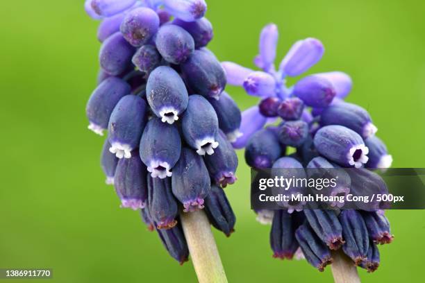 muscari botryoides muscari botryde common grape hyacinth - muscari botryoides stock pictures, royalty-free photos & images