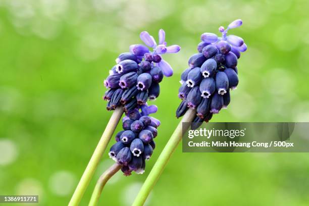 muscari botryoides muscari botryde common grape hyacinth - muscari botryoides stock pictures, royalty-free photos & images