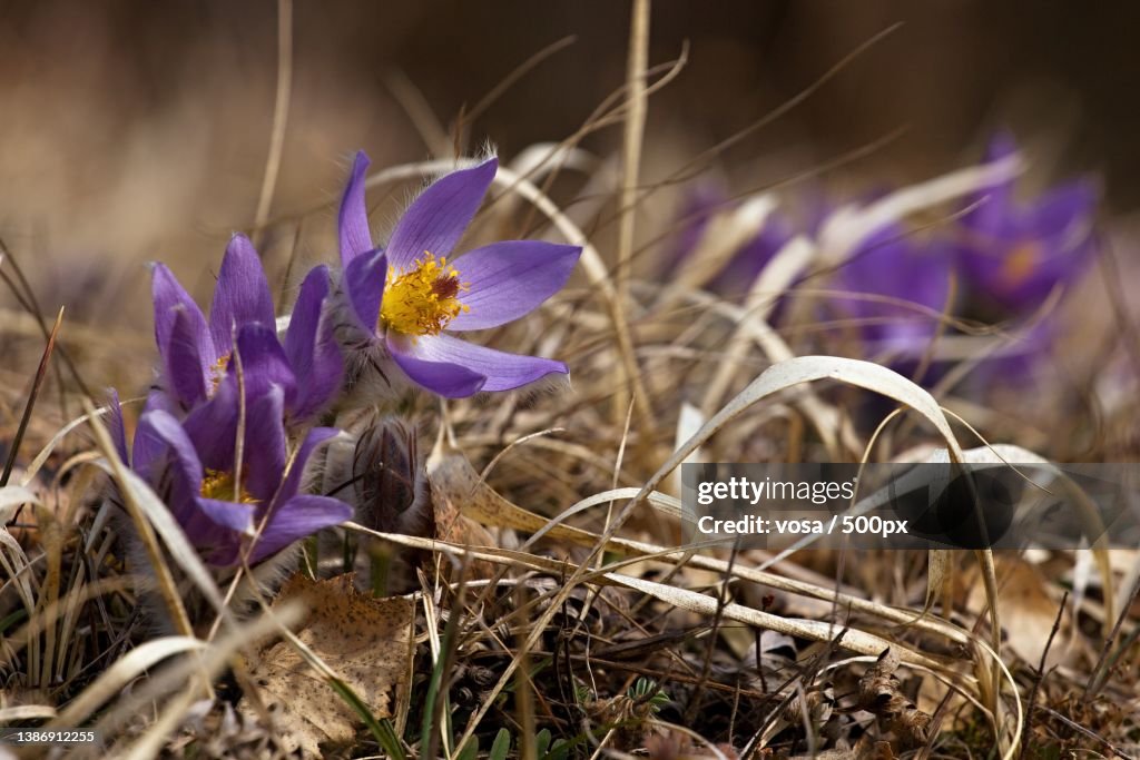 Greater pasque flower,Close-up of purple crocus flowers on field