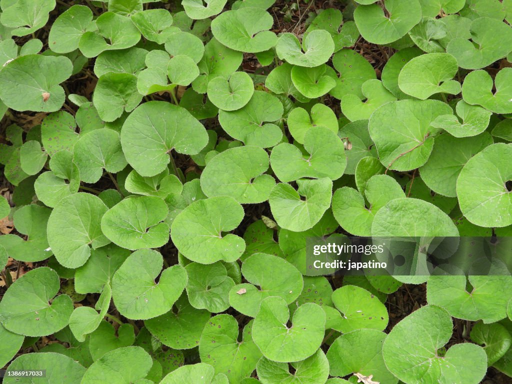 Wild ginger (Asarum canadense)
