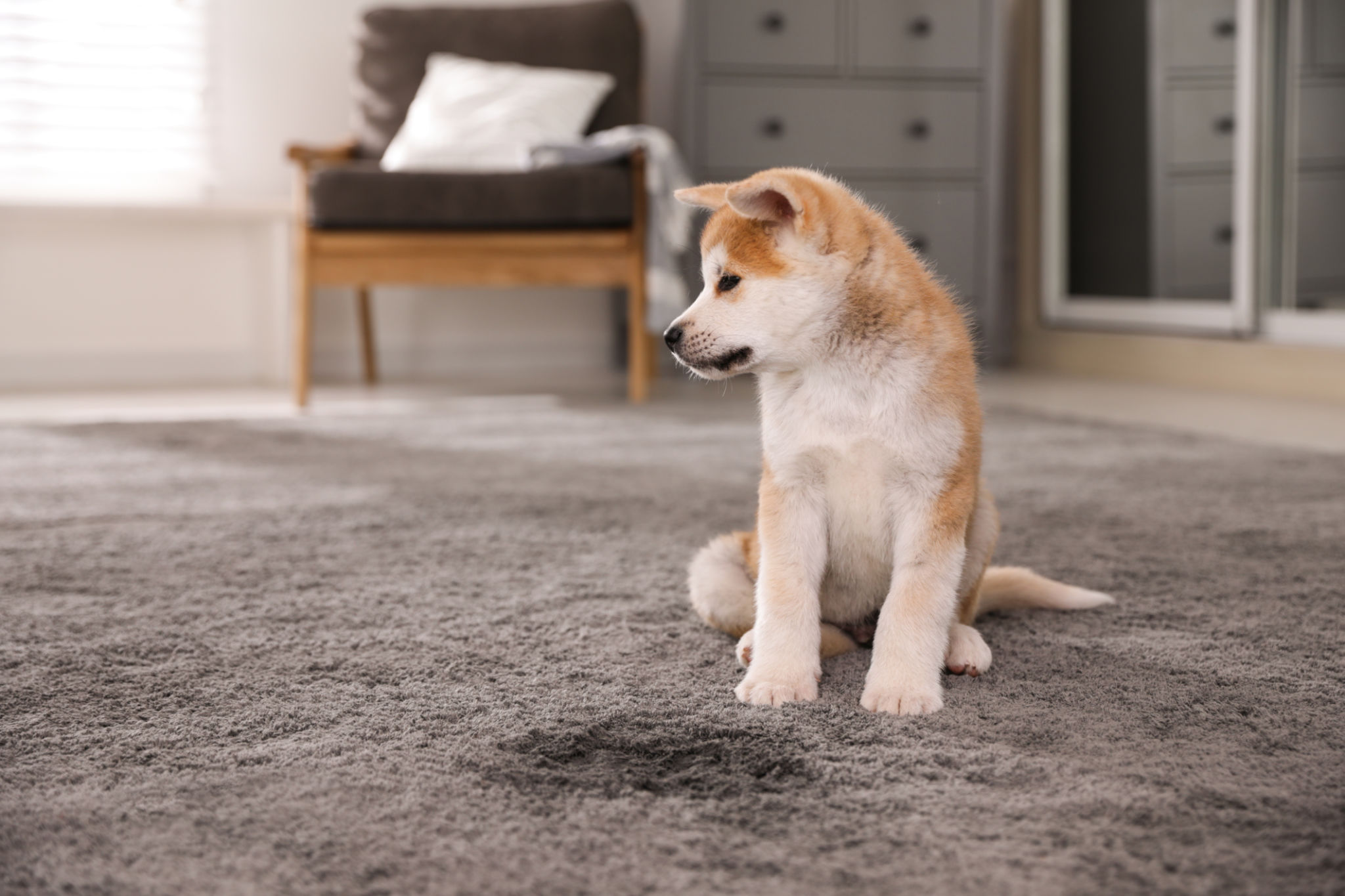 carpet damage