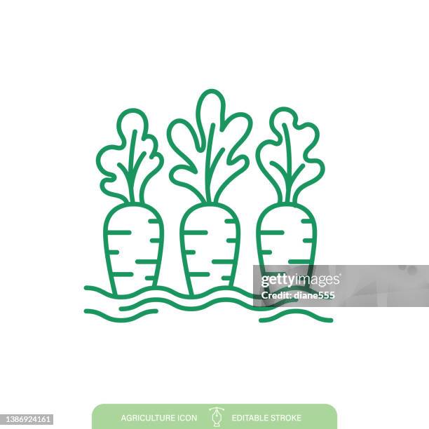 simple carrot agriculture line icon on a transparent background - tuber stock illustrations