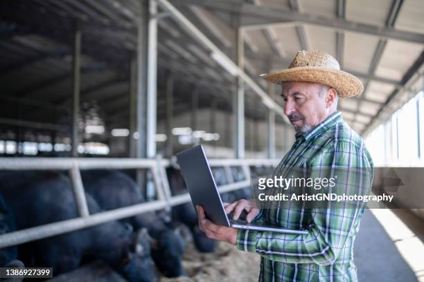 senior farmer in a barn with cattles using laptop. - ranch stockfoto's en -beelden