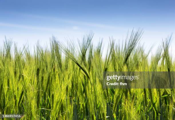 wheat field - low angle view of wheat growing on field against sky fotografías e imágenes de stock