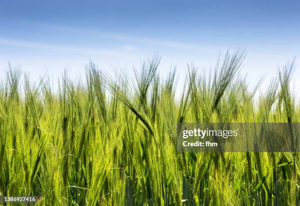 wheat field - rogge graan stockfoto's en -beelden