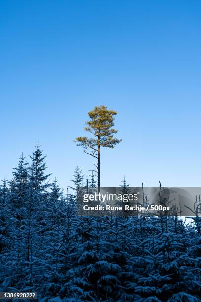 reaching for the sun,low angle view of pine trees against clear blue sky,koldingvej,billund,denmark - billund stock pictures, royalty-free photos & images
