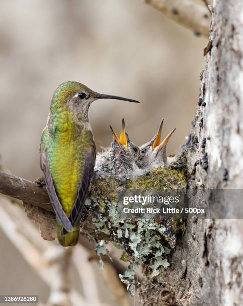 Rae Rae Hummingbird 2,795 Hummingbird Tree Stock Photos, High-Res Pictures, and Images ...