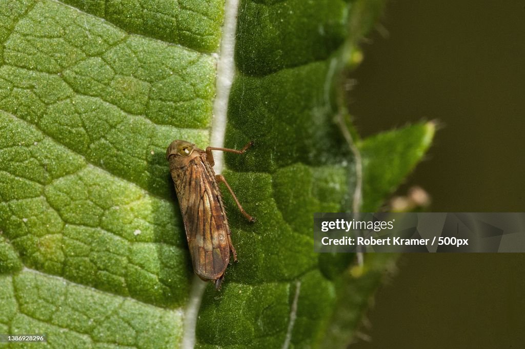 Spittle Bug,Close-up of insect on leaf,Sauganash,United States,USA