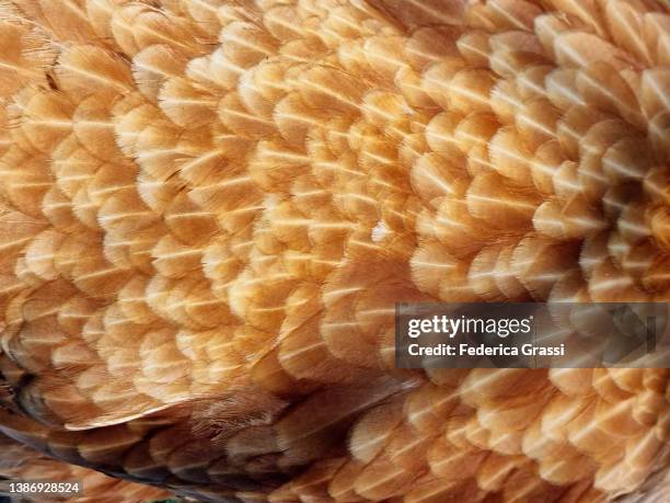 detail of feathers on the back of a warren hen - feathers stock-fotos und bilder