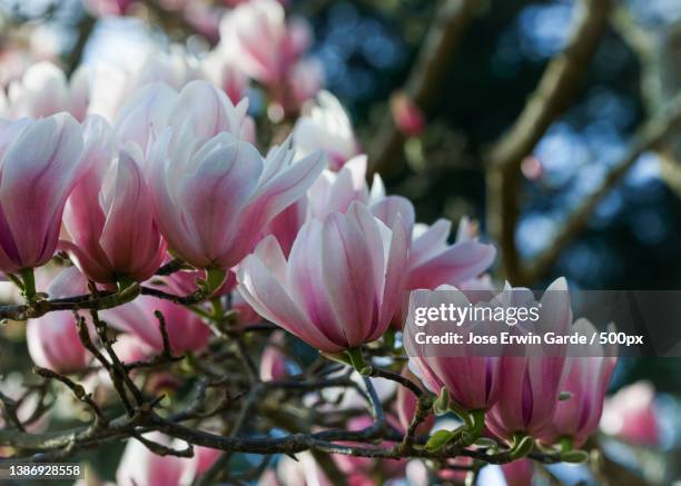 close-up of pink flowers blooming outdoors,san francisco,california,united states,usa - jose garde stock-fotos und bilder