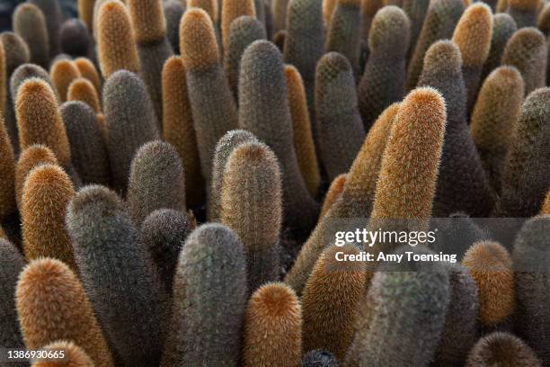 Lava Cactus, Brachycereus nesioticus, peeks up towards the sun in Galapagos National Park on January 16, 2012. This species of cactus grows...