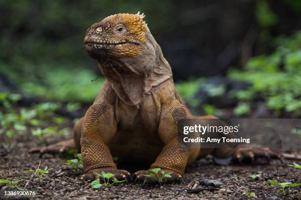 Land iguana, Conolophus subcristatus, in Galapagos National Park on January 17, 2012.