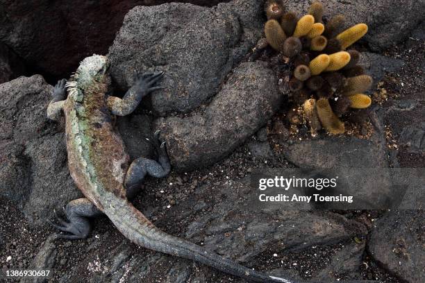Marine iguana, Amblyrhynchus cristatus, lounges near Lava Cactus, Brachycereus nesioticus, in Galapagos National Park on January 16, 2012.