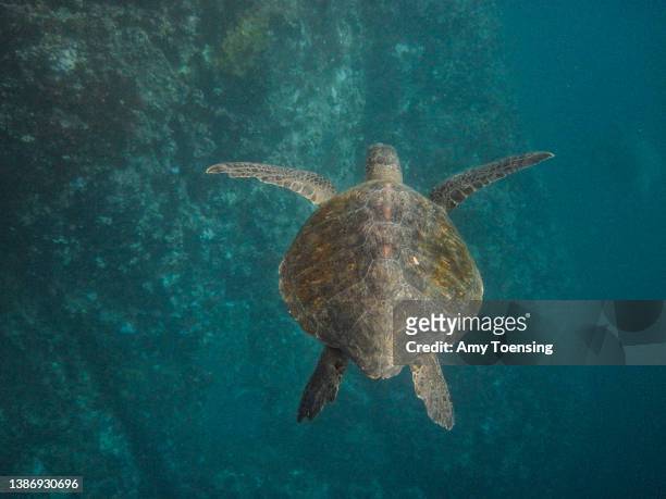 Green sea turtle, Chelonia agassizi, in the water of Galapagos National Park on January 20, 2012.