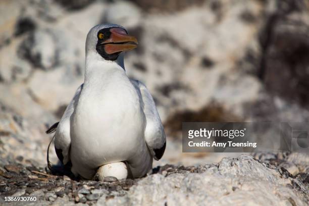 Nazca booby, Sula granti, incubates it"u2019s egg in Galapagos National Park on January 22, 2012.