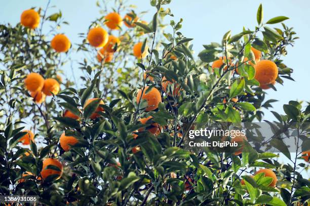 hassaku orange tree in the yard - plot orange stock-fotos und bilder