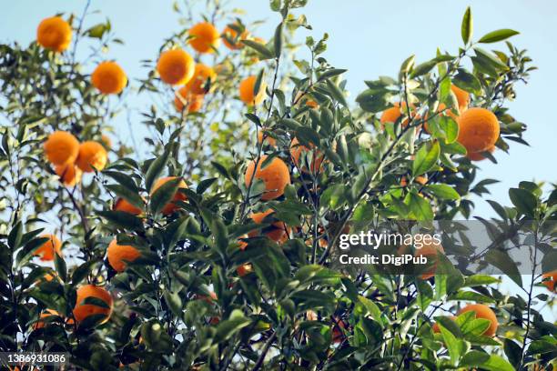 hassaku orange tree in the yard - orange tree stock-fotos und bilder