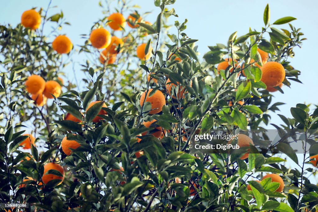 Hassaku orange tree in the yard
