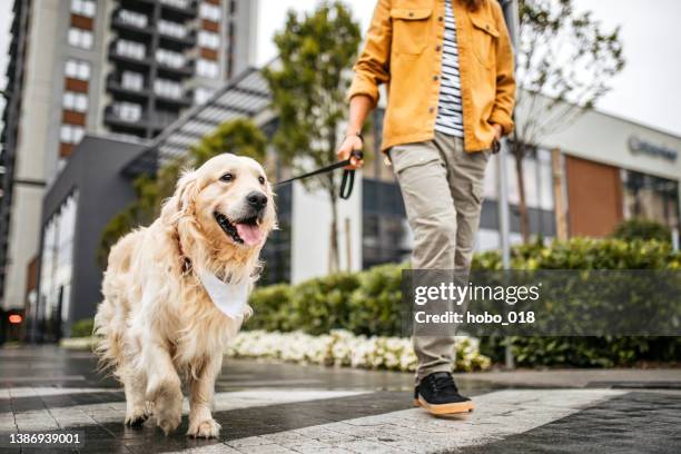 giovane uomo e il suo cane che camminano in una giornata piovosa - man with dog on leash foto e immagini stock