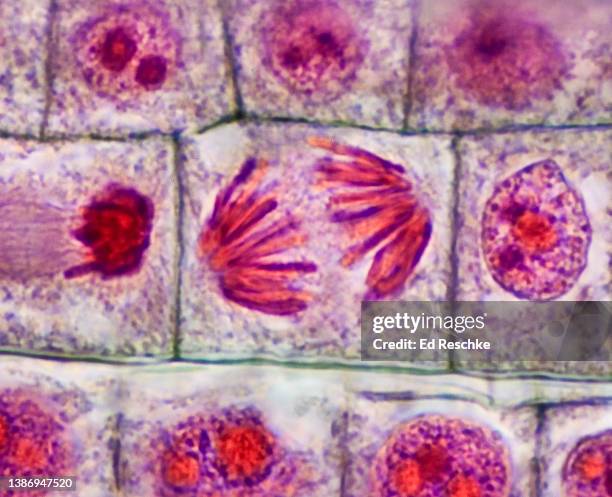 cell division--mitosis in a plant, anaphase, onion (allium) root tip, 600x - anaphase fotografías e imágenes de stock