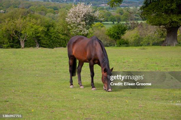 schönes lorbeerpferd grast friedlich in der englischen landschaft an einem frühlingstag zufrieden und gesund, während sie das neue gras mampft. - horse grazing stock-fotos und bilder