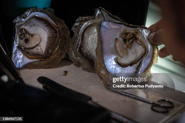 Pearl technician prepares a mantle tissue from a donating oyster during nucleation process in Autore pearl farm at Malaka village, Gulf of Nara on...