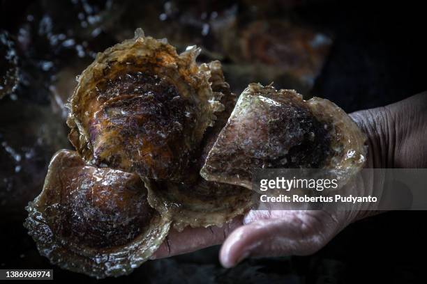 Worker checks the Pinctada maxima oysters after cleaning nurturing process in Autore pearl farm at Malaka village, Gulf of Nara on March 21, 2022 in...