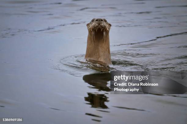 a curious river otter takes a closer look at the photographer on the bank of the platte river near kearney, nebraska - kearney-nebraska photos et images de collection