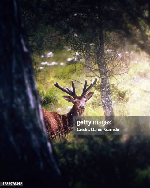 deer with horns hanging between nature, wildlife, precious animals, magic animals - cazorla stock pictures, royalty-free photos & images