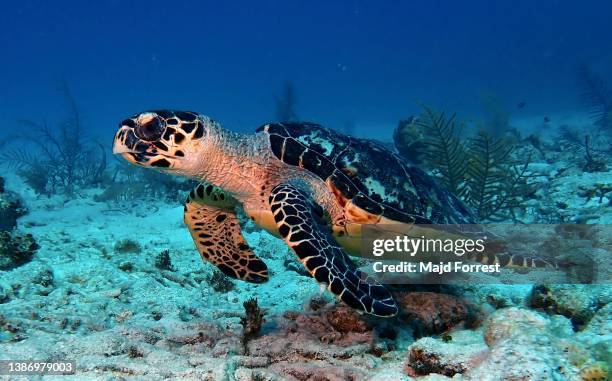 hawksbill sea turtle (eretmochelys imbricata) - taken off sunset house, grand cayman - hawksbill turtle stock pictures, royalty-free photos & images