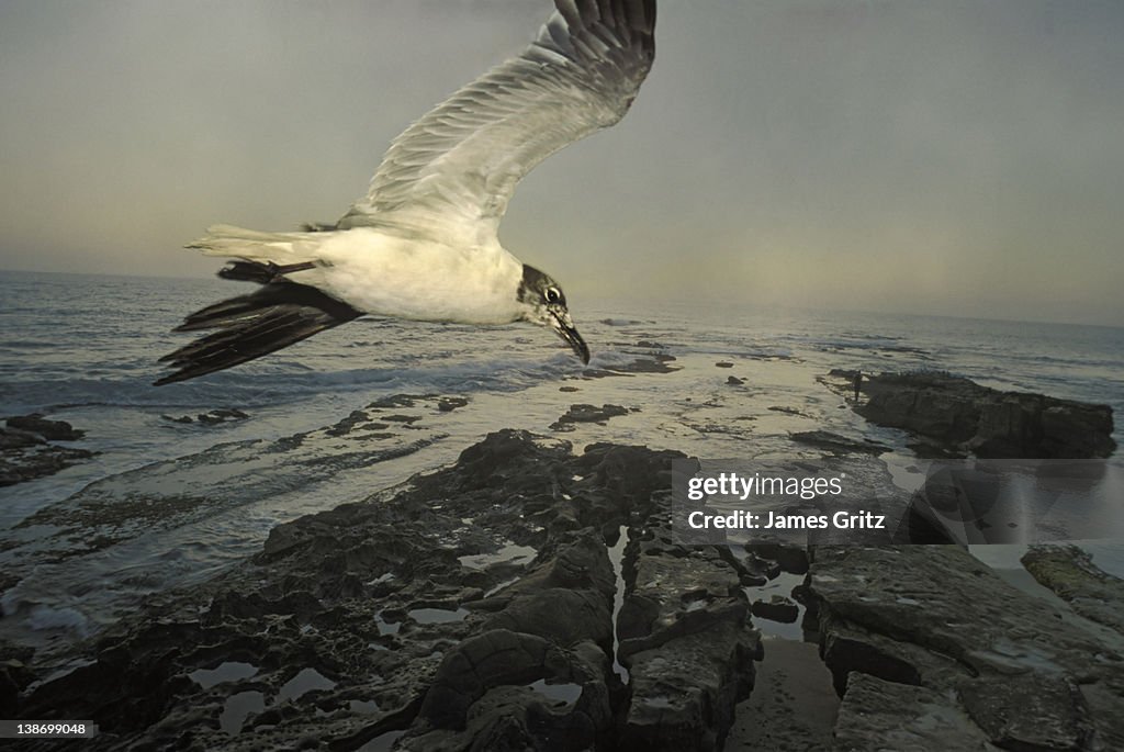 Seagull flying