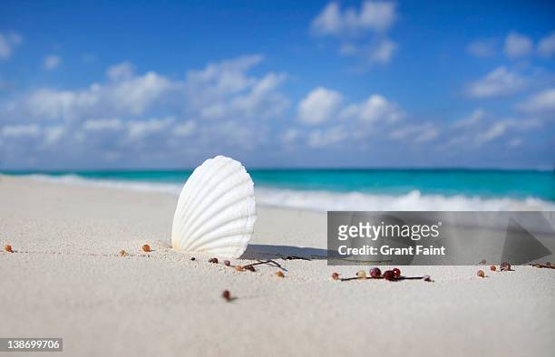 shell in sand of caribbean beach. - nassau beach stock pictures, royalty-free photos & images