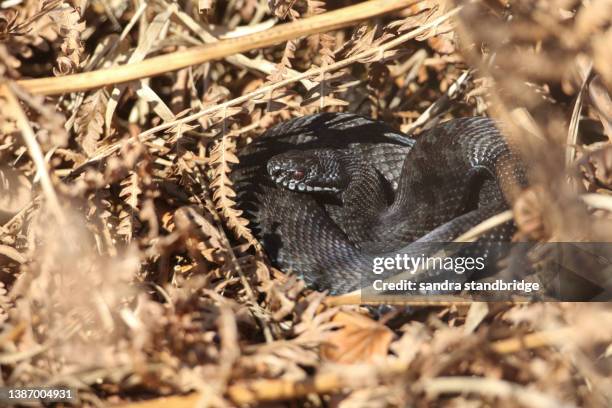 a rare melanistic (black) adder, vipera berus, just out of hibernation basking in the morning sunshine. - hibernation stock pictures, royalty-free photos & images