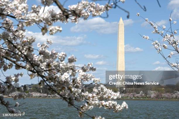 Blooming cherry blossoms are seen along the Tidal Basin with the Washington Monument in the background on March 21, 2022 in Washington, DC.