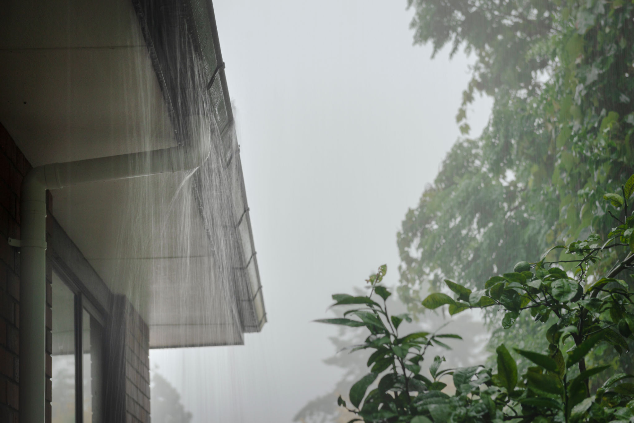 auckland weather