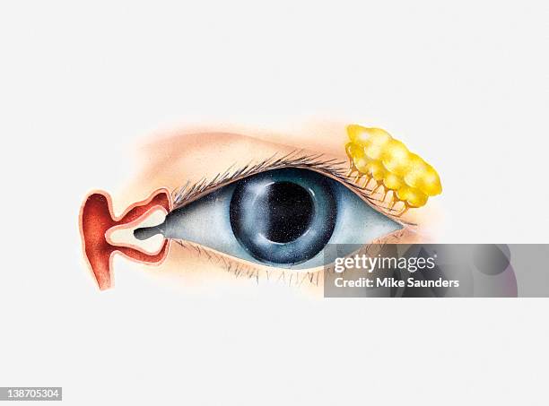 illustration of lacrimal (tear system) of human eye - human gland 幅插畫檔、美工圖案、卡通及圖標