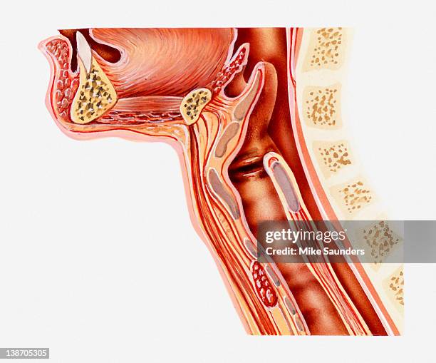 cross-section illustration anatomy of human throat - epiglottis stock-grafiken, -clipart, -cartoons und -symbole