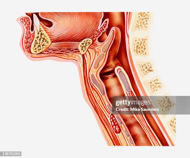 cross-section illustration anatomy of human throat - pharynx stock illustrations