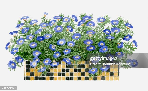 illustration of mosaic tiled windowbox containing molana 'blue bird' - window box stock illustrations