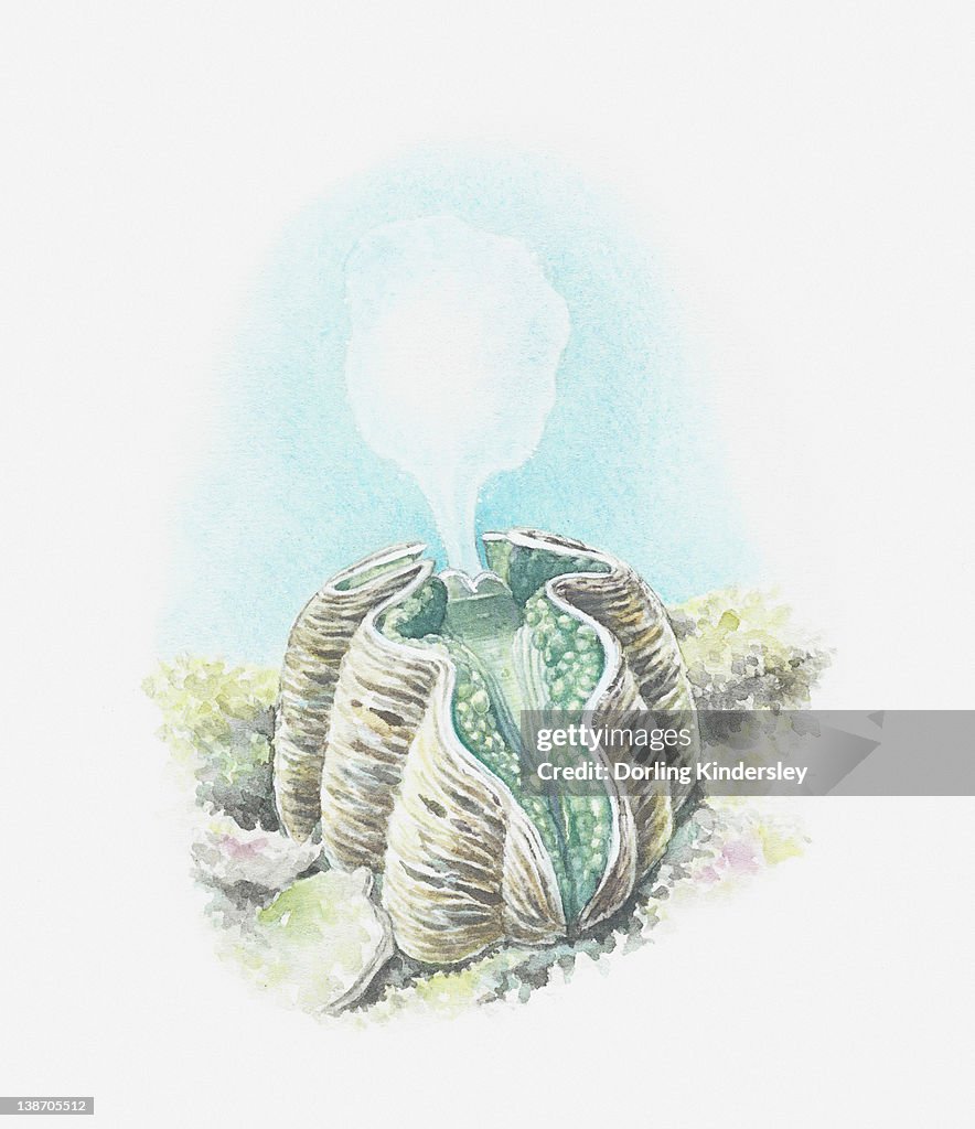 Illustration of Giant clam (Tridacna gigas) shooting out cloud of eggs