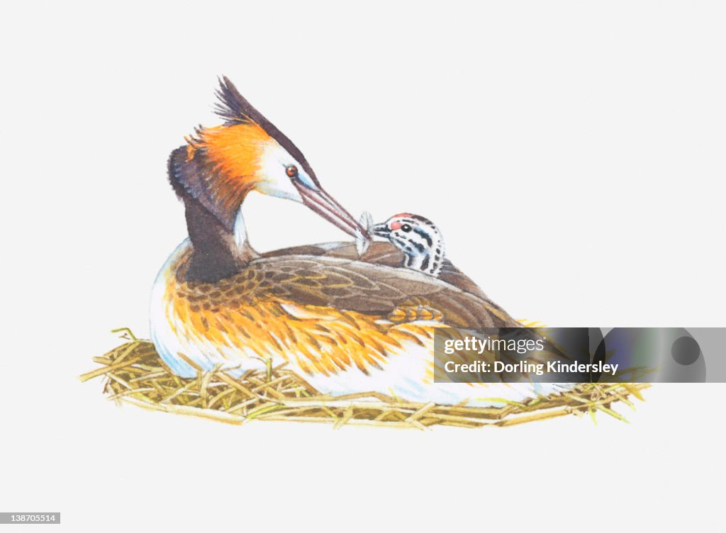 Illustration of Great crested grebe (Podiceps cristatus) feeding chick